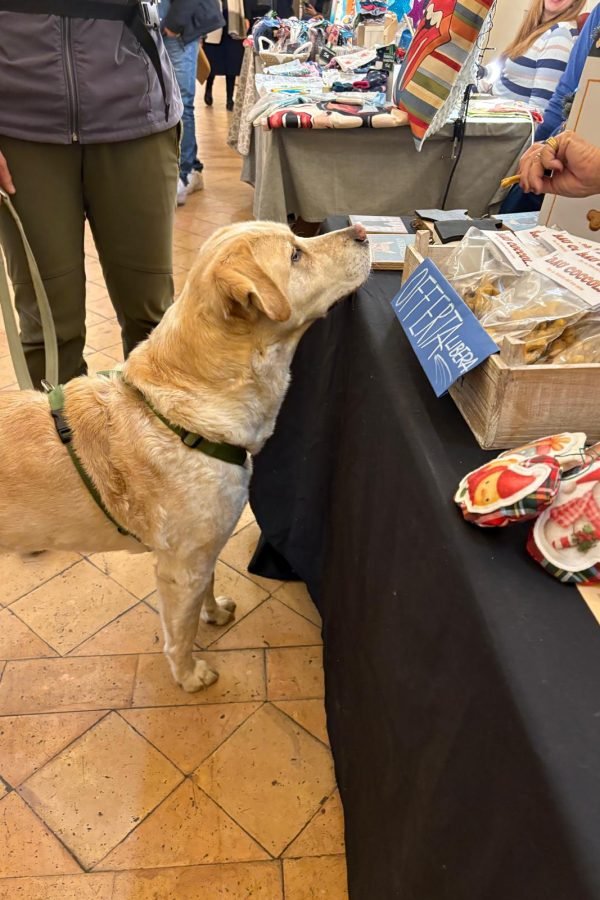 Biscotti_cani_2025-12-15-12