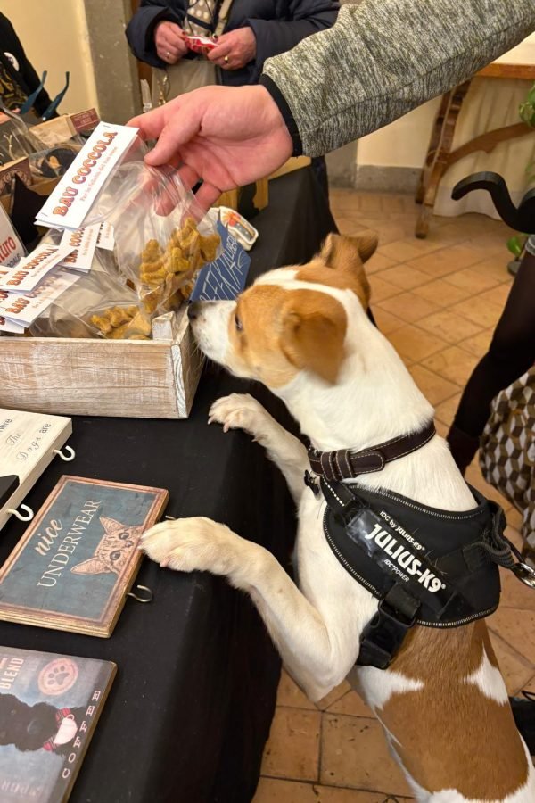 Biscotti_cani_2025-12-15-15